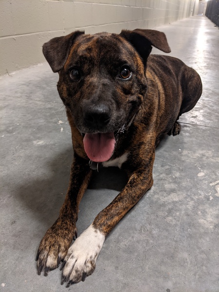 Entry image for Hector. Clicking this image will show a larger photo