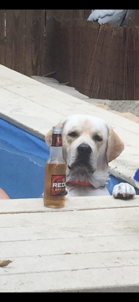 Entry image for Oliver. Clicking this image will show a larger photo