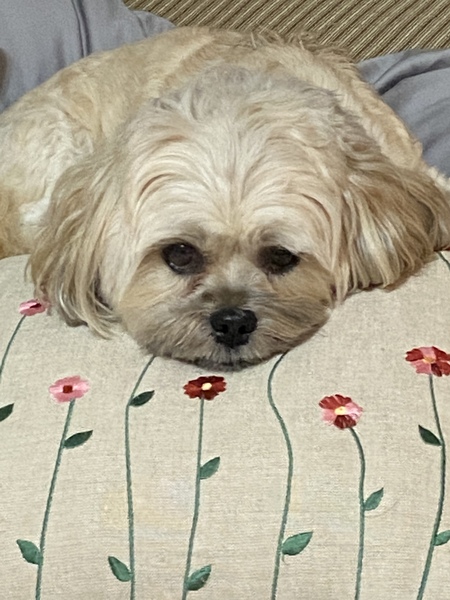 Entry image for Bentley . Clicking this image will show a larger photo