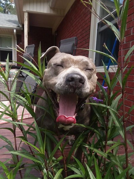 Entry image for Sissy. Clicking this image will show a larger photo