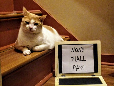 Entry image for Lucky. Clicking this image will show a larger photo