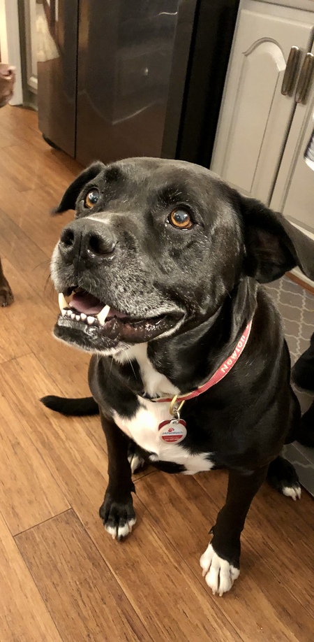 Entry image for Newton. Clicking this image will show a larger photo