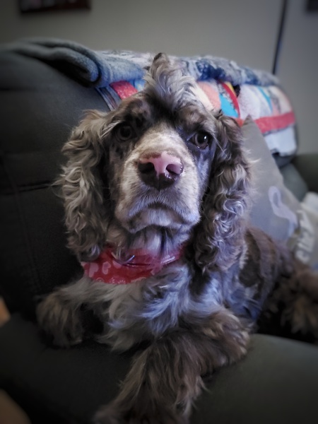 Entry image for Piper. Clicking this image will show a larger photo