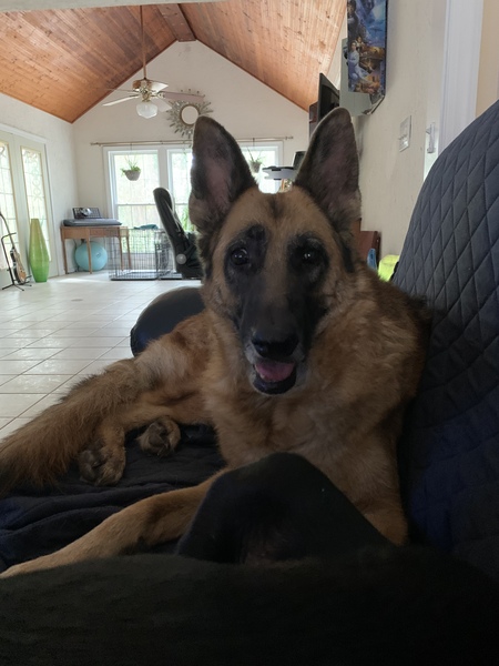 Entry image for Ilya William Naner Beans. Clicking this image will show a larger photo