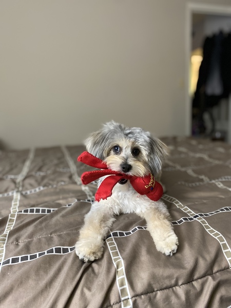 Entry image for Molly. Clicking this image will show a larger photo