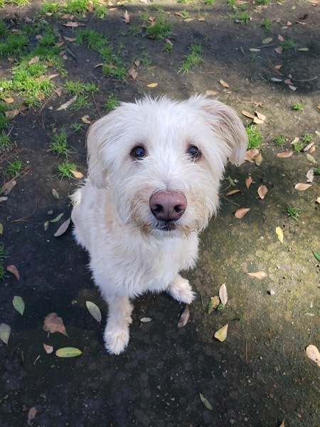 Entry image for Dash. Clicking this image will show a larger photo