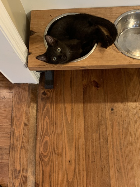 Entry image for Scottie Pippin. Clicking this image will show a larger photo