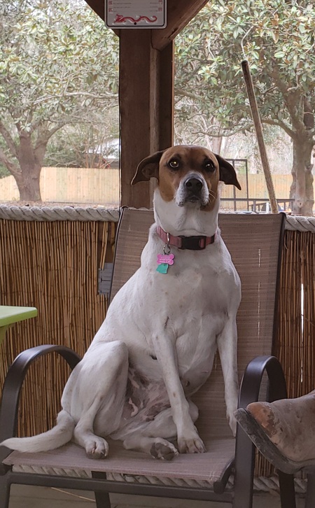 Entry image for Rosie. Clicking this image will show a larger photo