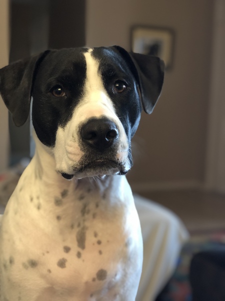 Entry image for Tito. Clicking this image will show a larger photo