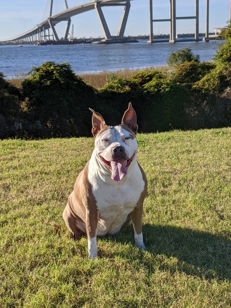 Entry image for Ivy. Clicking this image will show a larger photo