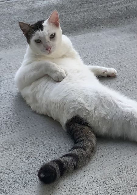 Entry image for Nick (Nico Suave). Clicking this image will show a larger photo