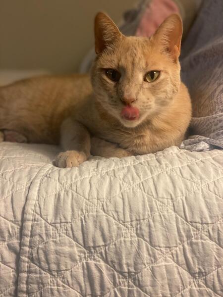 Entry image for Bear. Clicking this image will show a larger photo