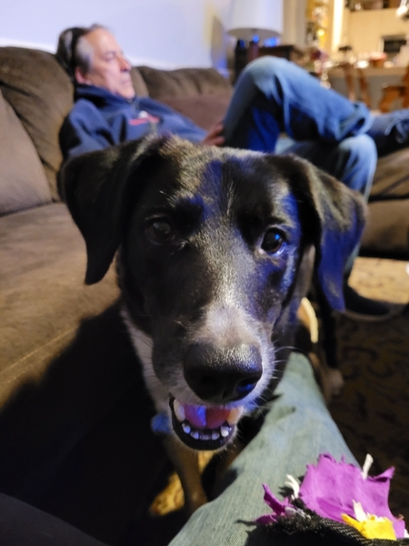 Entry image for Sawyer . Clicking this image will show a larger photo