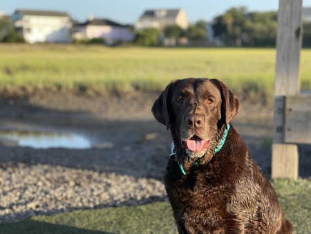 Entry image for Dexter. Clicking this image will show a larger photo