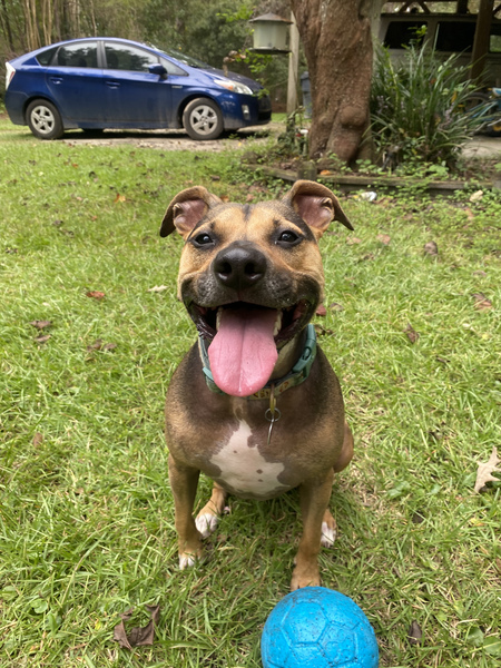 Entry image for Turtle. Clicking this image will show a larger photo