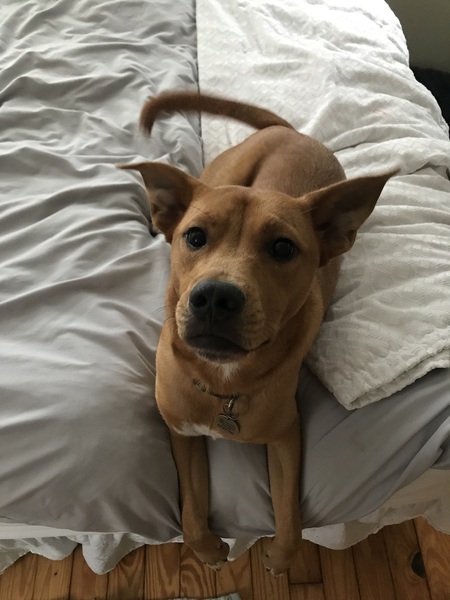 Entry image for Milo. Clicking this image will show a larger photo