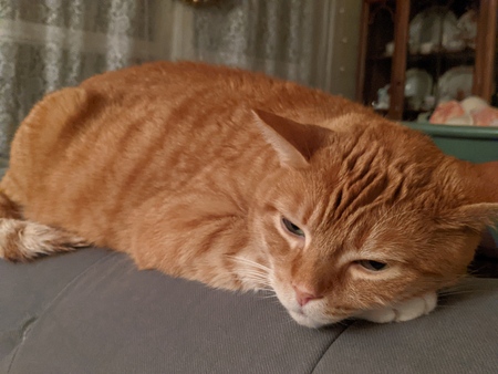 Entry image for Scotchy. Clicking this image will show a larger photo