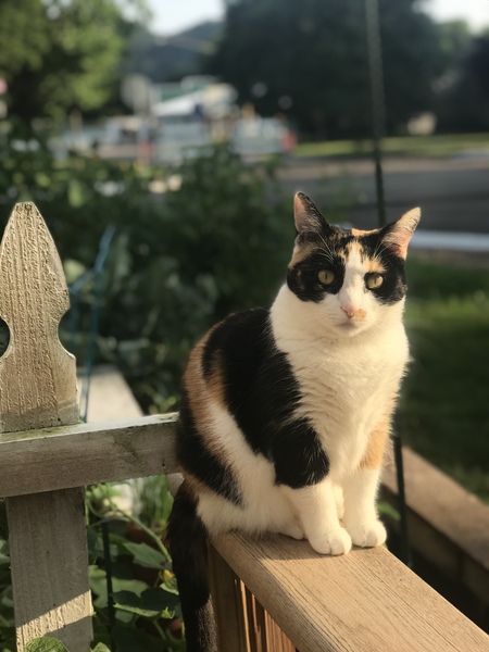 Entry image for Kaya. Clicking this image will show a larger photo