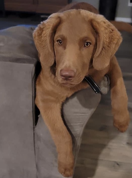 Entry image for Louie. Clicking this image will show a larger photo