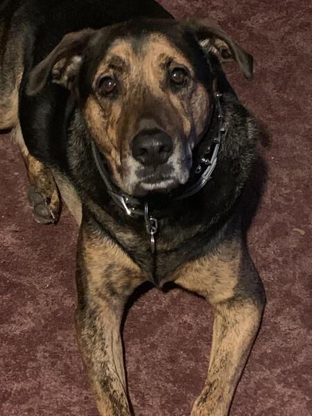 Entry image for Mojo. Clicking this image will show a larger photo