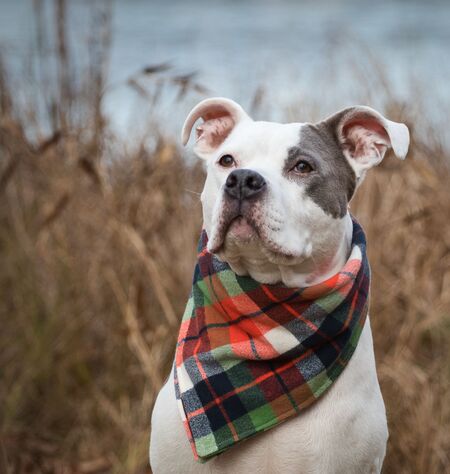 Entry image for Bowser. Clicking this image will show a larger photo