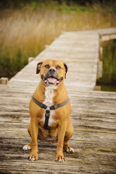 Entry image for Boo Boo. Clicking this image will show a larger photo