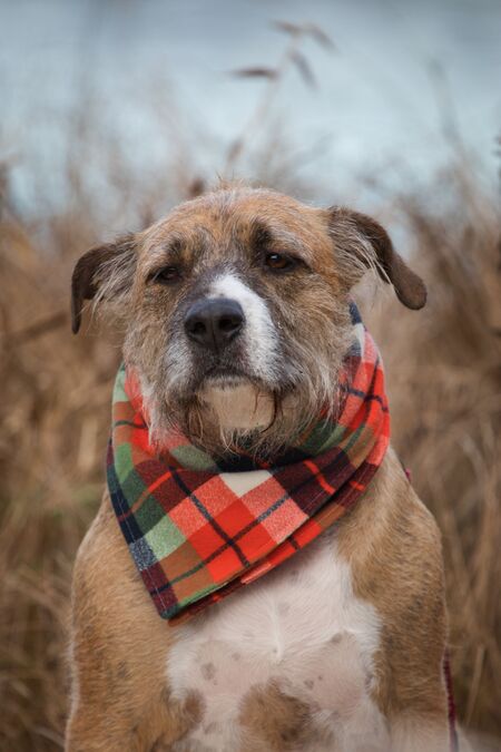 Entry image for Tuttle. Clicking this image will show a larger photo