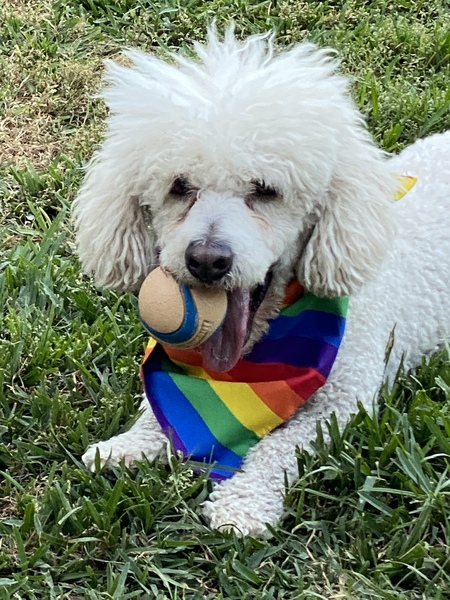 Entry image for Francisco. Clicking this image will show a larger photo