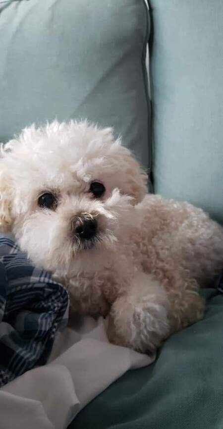 Entry image for Huckleberry. Clicking this image will show a larger photo