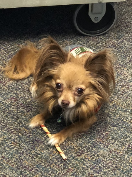 Entry image for Cricket. Clicking this image will show a larger photo