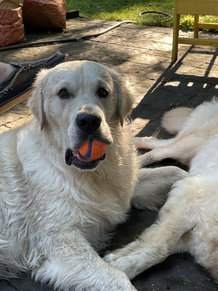 Entry image for Barley. Clicking this image will show a larger photo