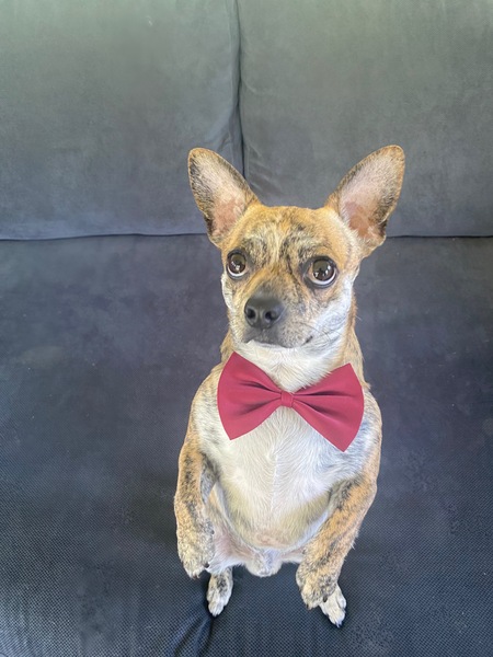 Entry image for Django. Clicking this image will show a larger photo