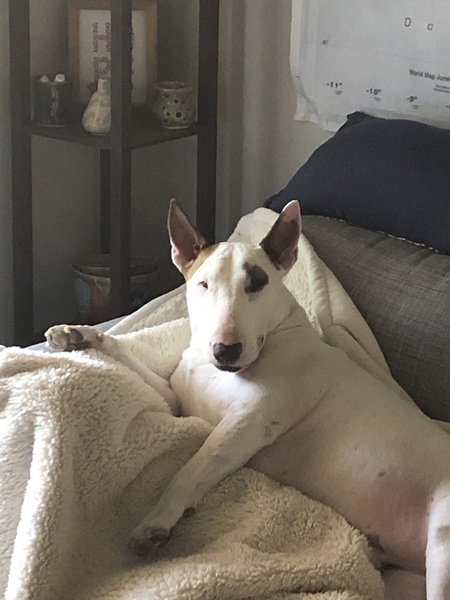 Entry image for Bartlett . Clicking this image will show a larger photo