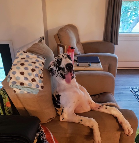 Entry image for Barley. Clicking this image will show a larger photo