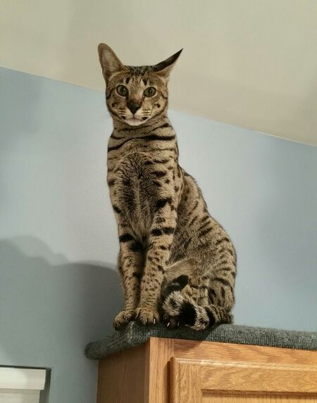 Entry image for Leto. Clicking this image will show a larger photo