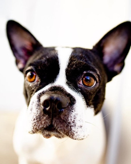 Entry image for Josie. Clicking this image will show a larger photo