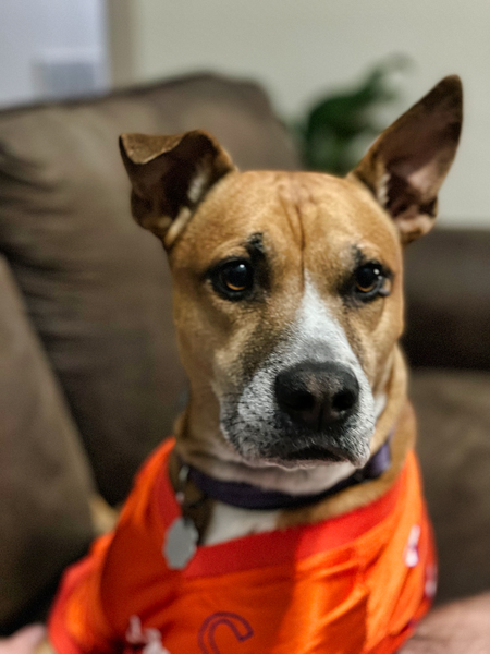 Entry image for Rocky. Clicking this image will show a larger photo