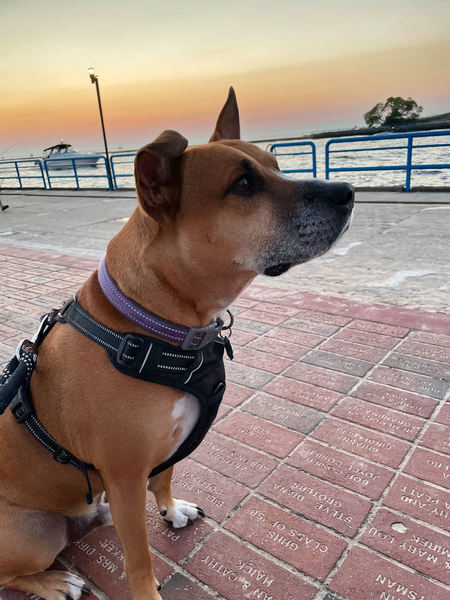 Entry image for Rocky. Clicking this image will show a larger photo