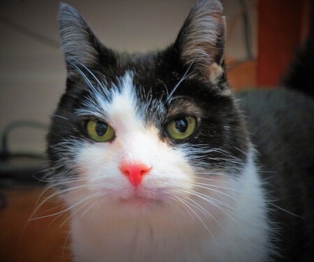 Entry image for Casanova (Nickname: Catso). Clicking this image will show a larger photo