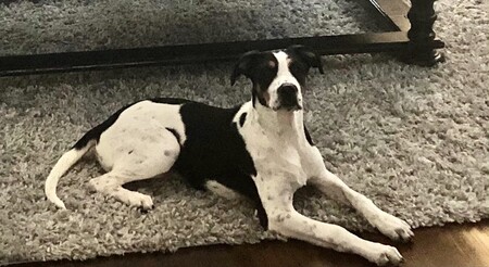 Entry image for Charleston Barkley (Charley). Clicking this image will show a larger photo