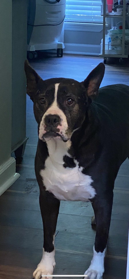 Entry image for Louis. Clicking this image will show a larger photo