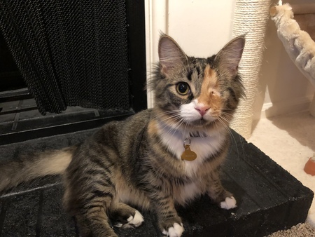 Entry image for Ada. Clicking this image will show a larger photo