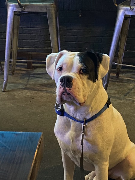 Entry image for Gunner . Clicking this image will show a larger photo