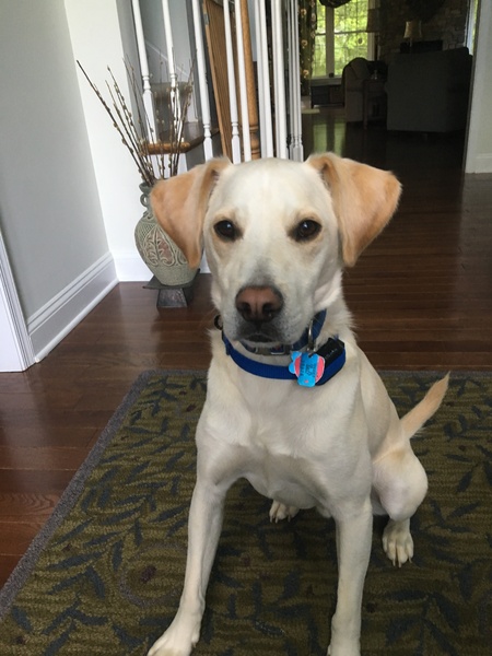 Entry image for Clark. Clicking this image will show a larger photo