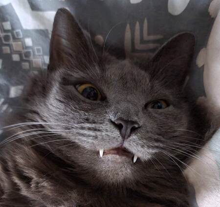 Entry image for Dana Barret. Clicking this image will show a larger photo