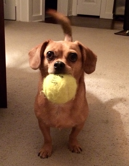 Entry image for Molly. Clicking this image will show a larger photo