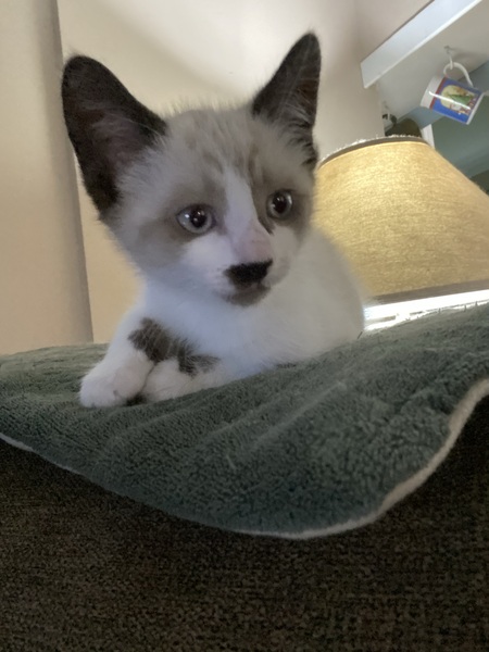 Entry image for Whiskey Speedblade . Clicking this image will show a larger photo