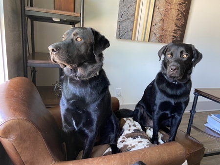 Entry image for Winston (left) and Zeus (right). Clicking this image will show a larger photo