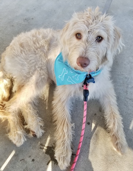 Entry image for Callie . Clicking this image will show a larger photo