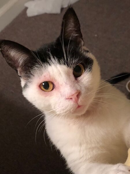 Entry image for KitKat  (nickname Kitty). Clicking this image will show a larger photo